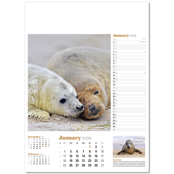 Wildlife in Britain Wall Calendar