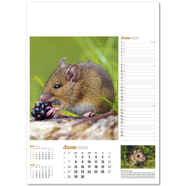 Wildlife in Britain Wall Calendar