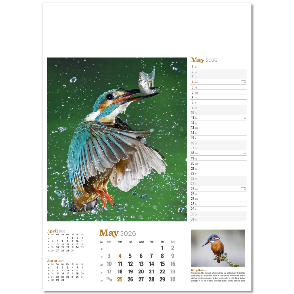 Wildlife in Britain Wall Calendar